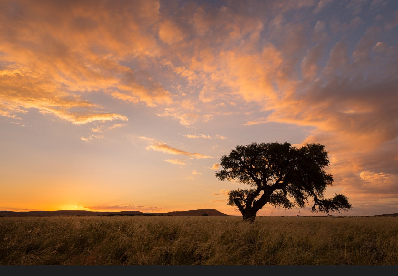 Landschaft Afrika mit einem Baum unter Sonnenuntergang