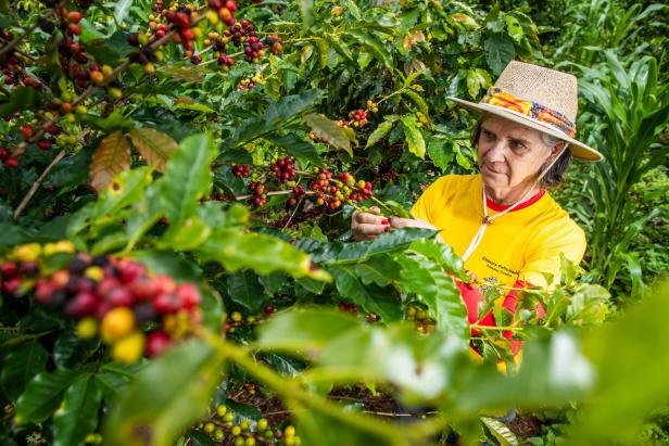 Eine Plantage in Brasilien, wo eine ältere Frau Kaffeebohnen pflückt