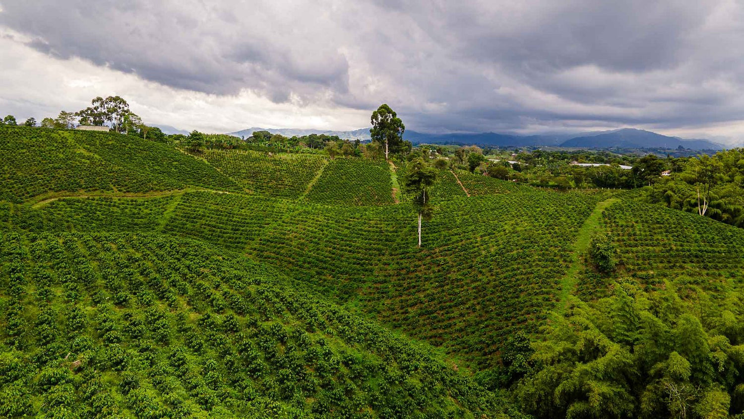 Kaffeeplantagen in Guatemala