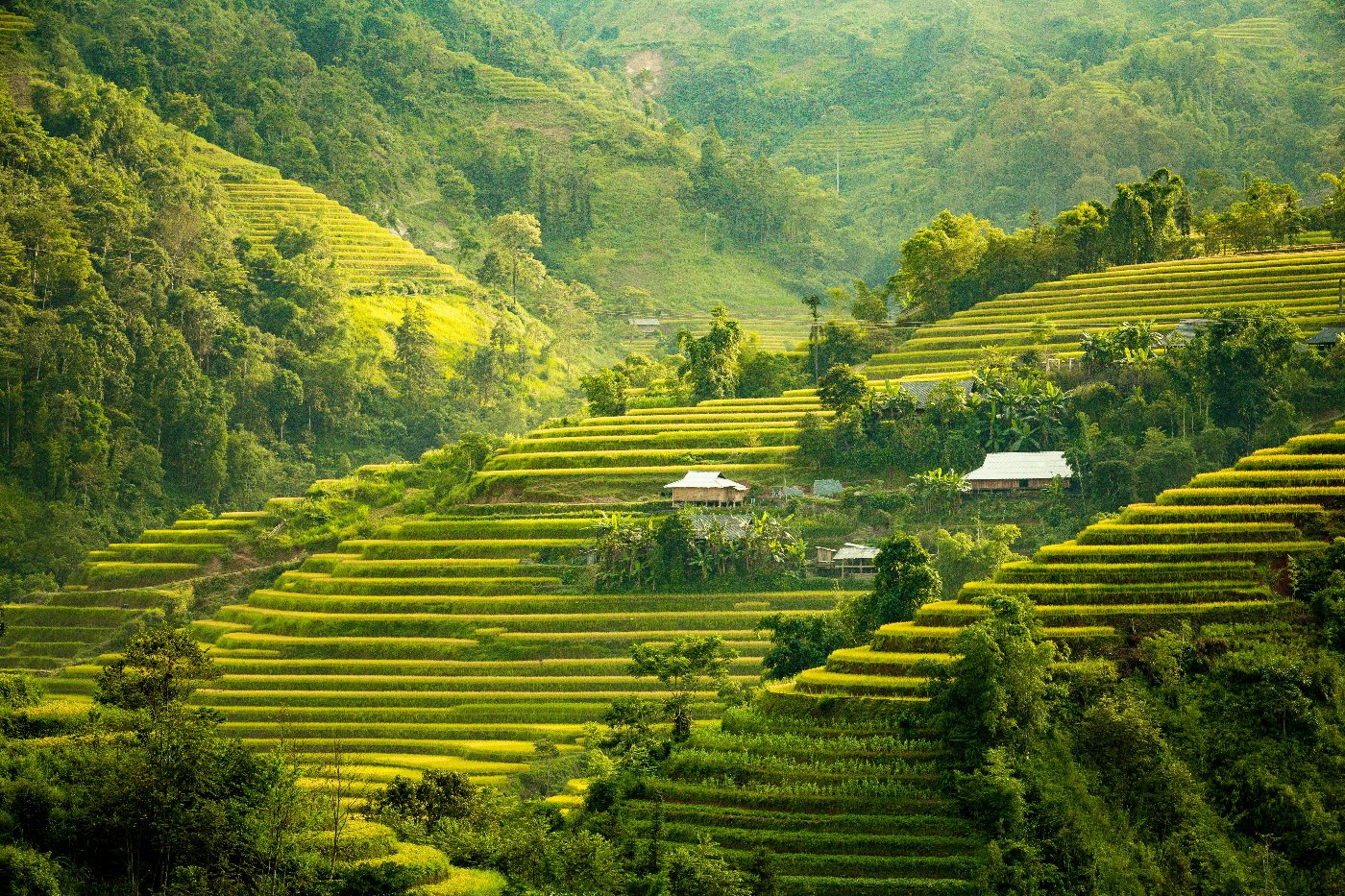 Plantage in Tansania