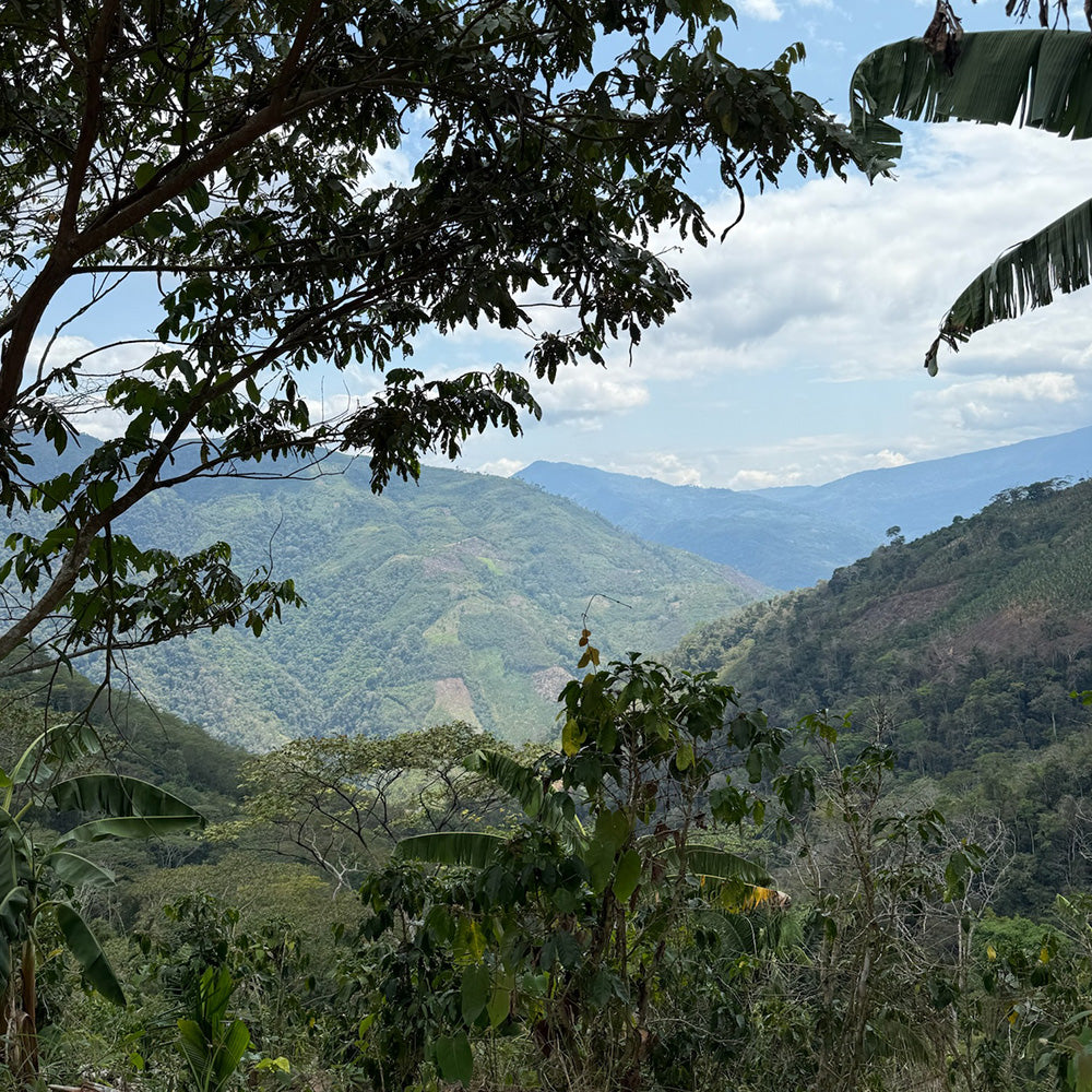 Weitblick über ein grünes Tal mit weitläufigen Kaffeeplantagen, die sich in sanften Hängen bis zum Horizont erstrecken, durchzogen von Wegen und umgeben von dichter Vegetation.