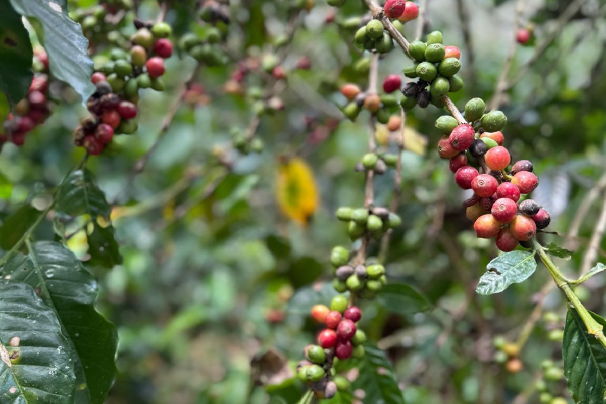 Arabica-Bohnen aus Kuba: Rote, reife Kaffeekirschen an einer Kaffeepflanze im Anbaugebiet.