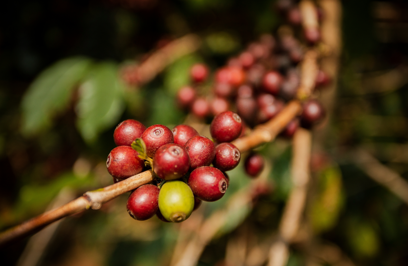 Rote und Grüne Kaffeekirschen in Nahaufnahme