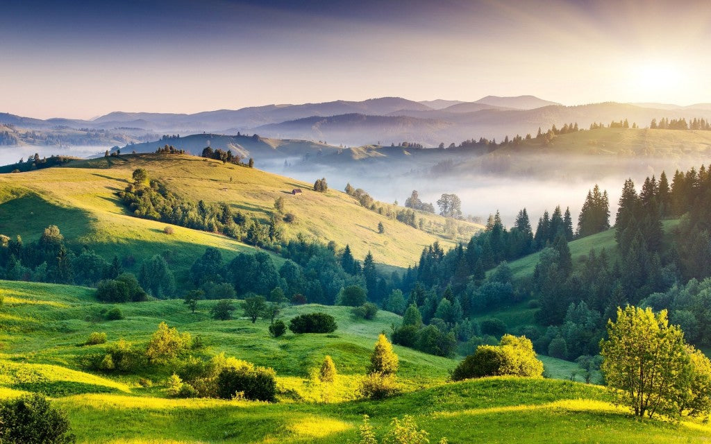 Eine strahlende Landschaft mit viel Grün in Indien. Im Hintergrund ist Nebel zu sehen