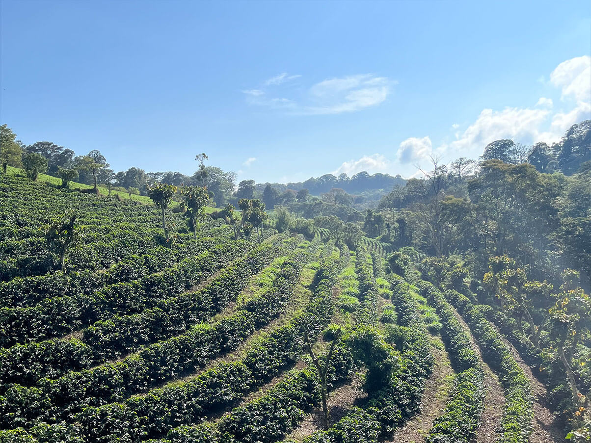 Plantage in Nicaragua mit sattem Grün und weiten Wäldern