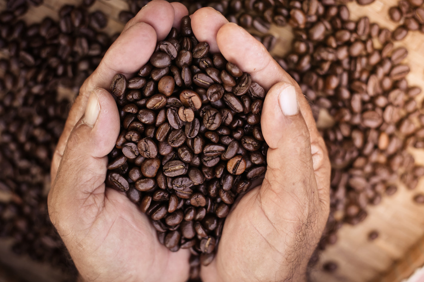 Kaffeebohnen, die von zwei Händen gehalten werden