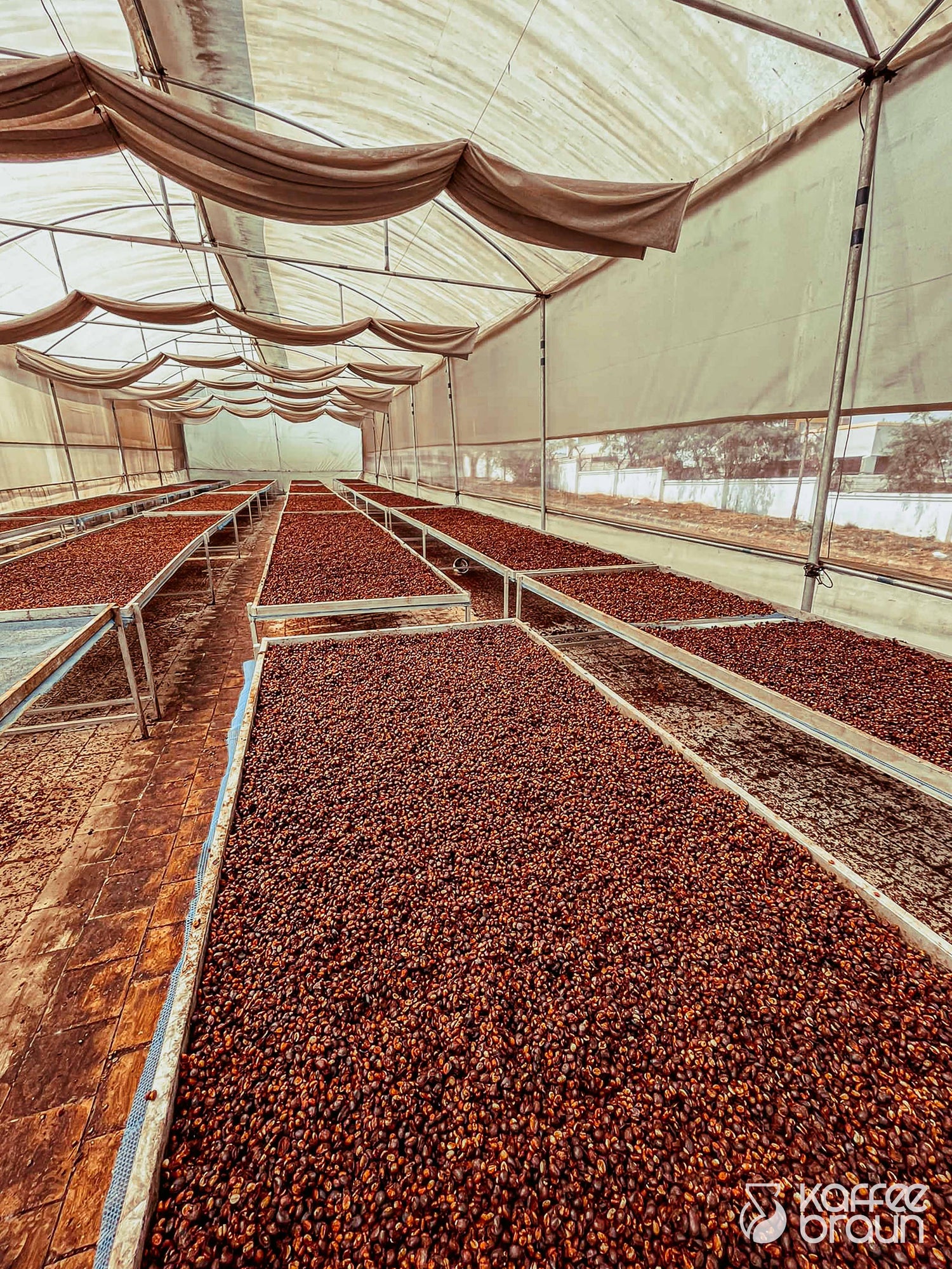 Frisch gepflückte rote Kaffeekirschen aus einer Kaffeeplantage.